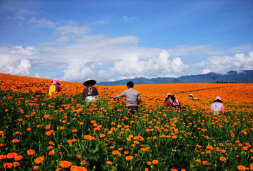 凯发20年一路同行生物工业化提取槲皮万寿菊素得到成功